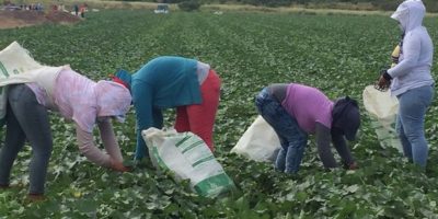 melon farmworkers hunched over working in field at Fyffes farm in Honduras